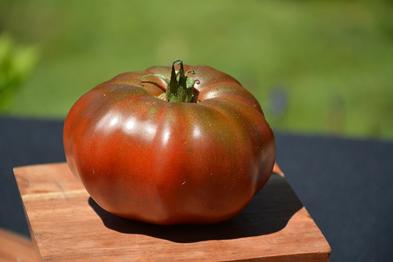 Black Krim Tomato (Solanum lycopersicum 'Black Krim') at TLC Garden Centers