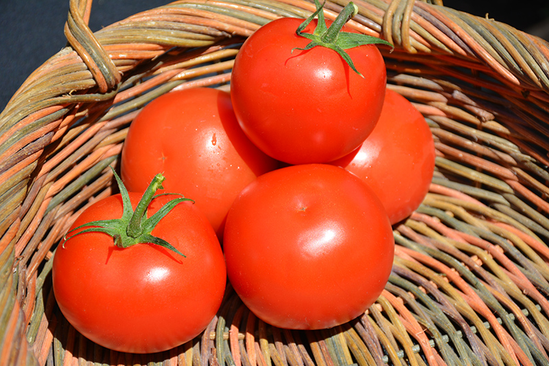 Celebrity Tomato (Solanum lycopersicum 'Celebrity') at TLC Garden Centers
