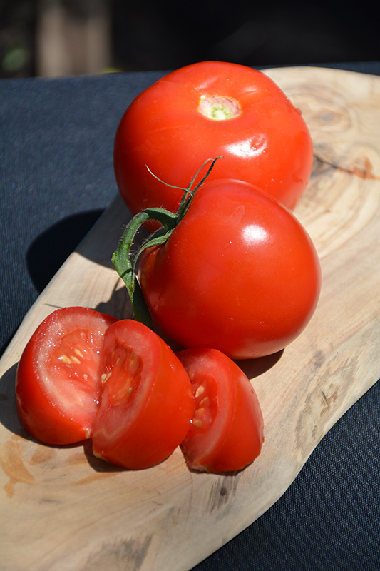 Arkansas Traveler Tomato (Solanum lycopersicum 'Arkansas Traveler') at TLC Garden Centers