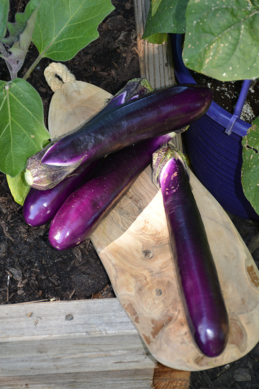 Millionaire Eggplant (Solanum melongena 'Millionaire') at TLC Garden Centers