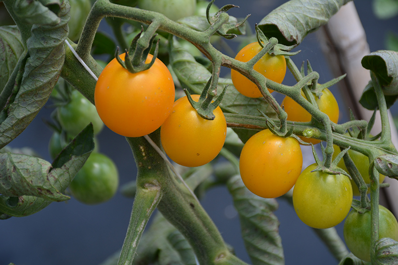 SunSugar Tomato (Solanum lycopersicum 'SunSugar') at TLC Garden Centers