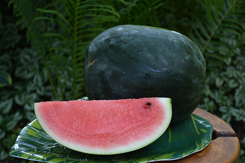 Sugar Baby Watermelon (Citrullus lanatus 'Sugar Baby') at TLC Garden Centers