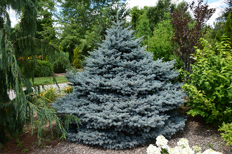 Montgomery Blue Spruce (Picea pungens 'Montgomery') at TLC Garden Centers