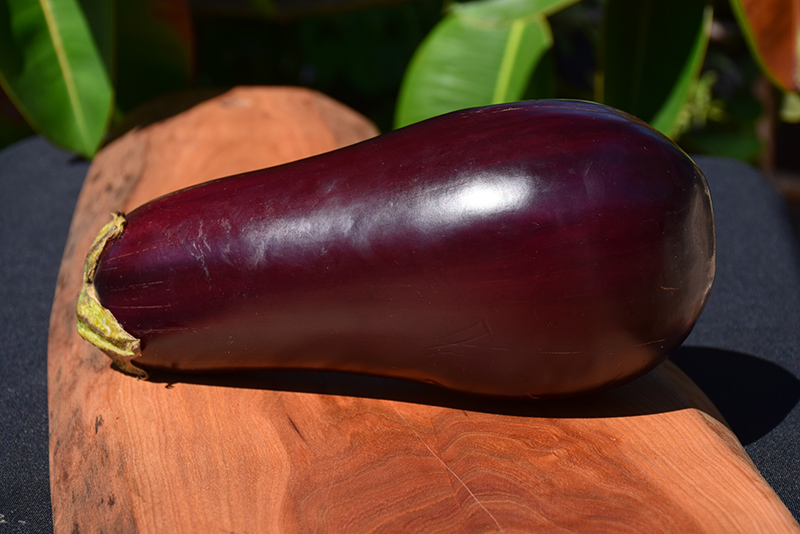 Dusky Eggplant (Solanum melongena 'Dusky') at TLC Garden Centers