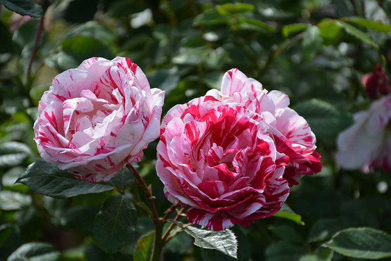 Scentimental Rose (Rosa 'Scentimental') at TLC Garden Centers