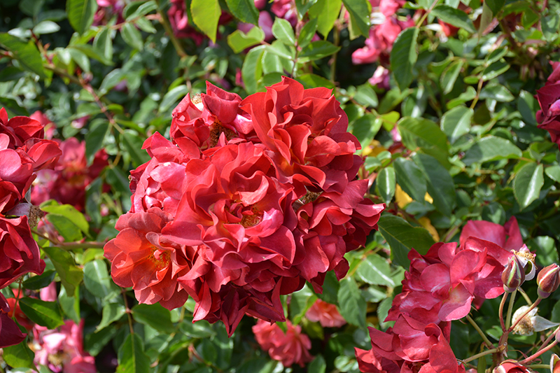 Cinco de Mayo Rose (Rosa 'Cinco de Mayo') at TLC Garden Centers