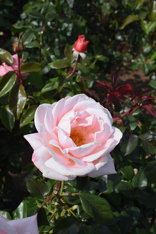 New Zealand Rose (Rosa 'MACgenev') at TLC Garden Centers