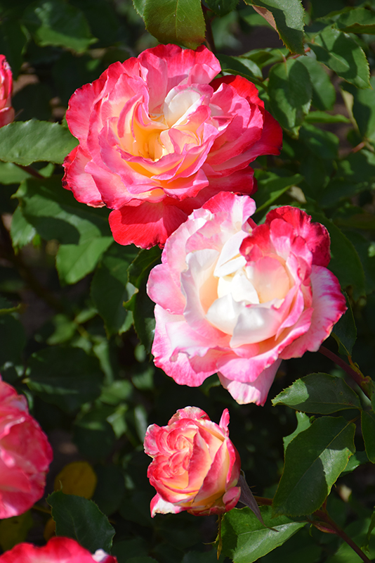 Double Delight Rose (Rosa 'Double Delight') at TLC Garden Centers