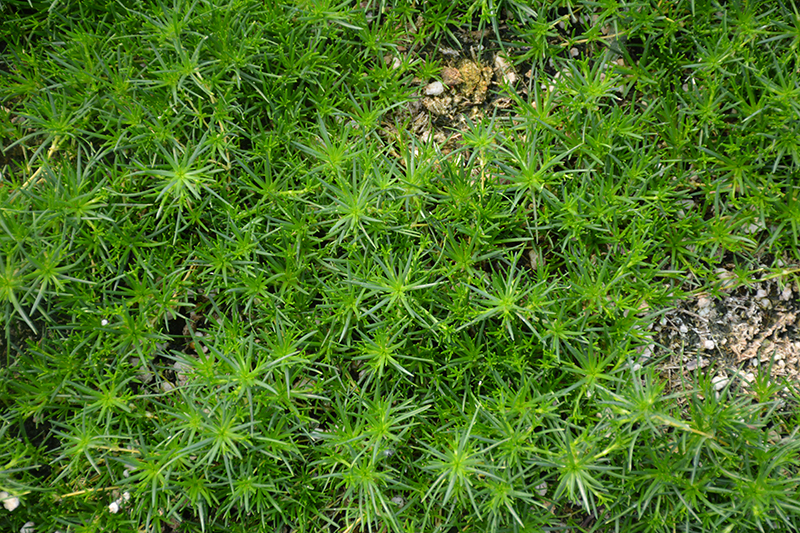 Irish Moss (Sagina subulata) at TLC Garden Centers