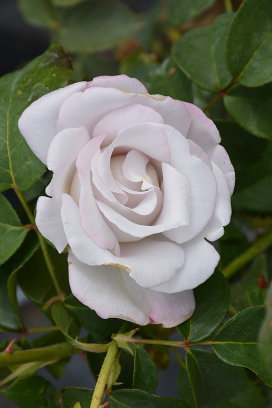 Stainless Steel Rose (Rosa 'WEKblusi') at TLC Garden Centers