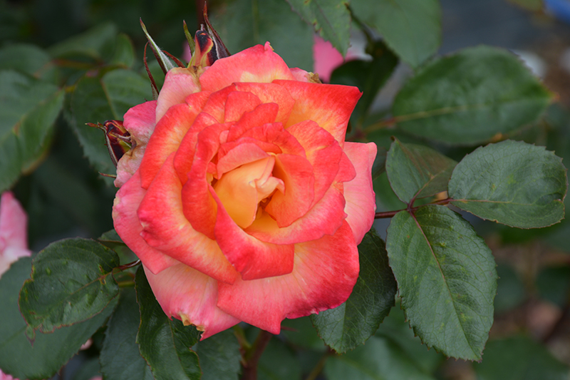 Rainbow Sorbet Rose (Rosa 'Rainbow Sorbet') at TLC Garden Centers
