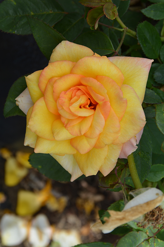 Gold Medal Rose (Rosa 'Gold Medal') at TLC Garden Centers