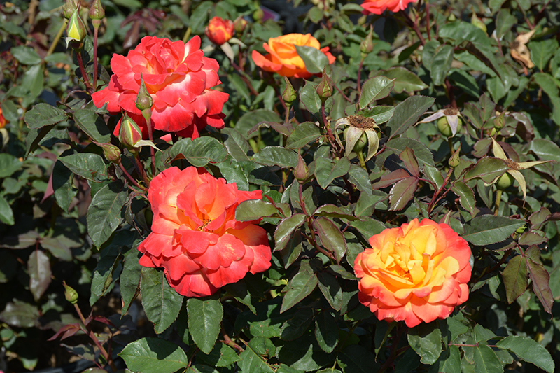 Rio Samba Rose (Rosa 'Rio Samba') at TLC Garden Centers