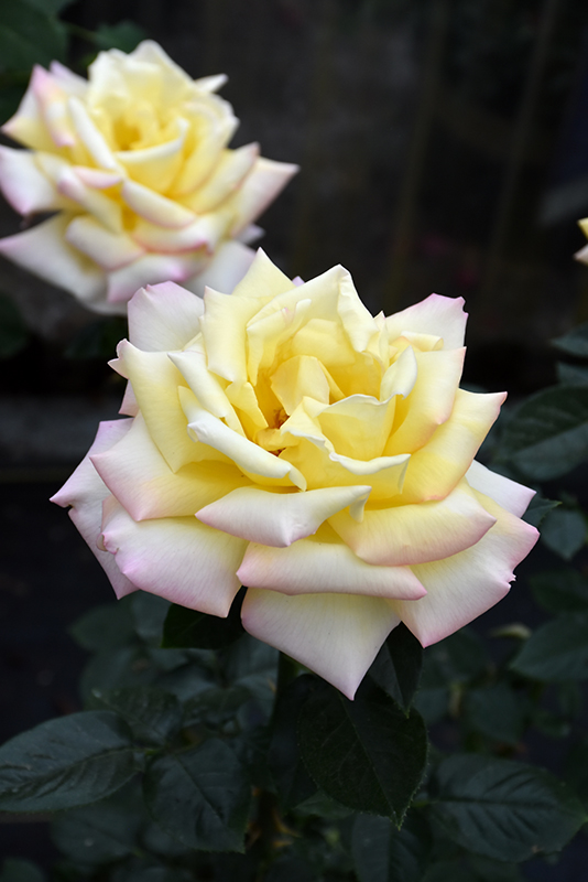 Peace Rose (Rosa 'Peace') at TLC Garden Centers