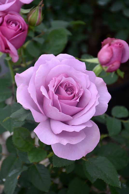Love Song Rose (Rosa 'WEKstameda') at TLC Garden Centers