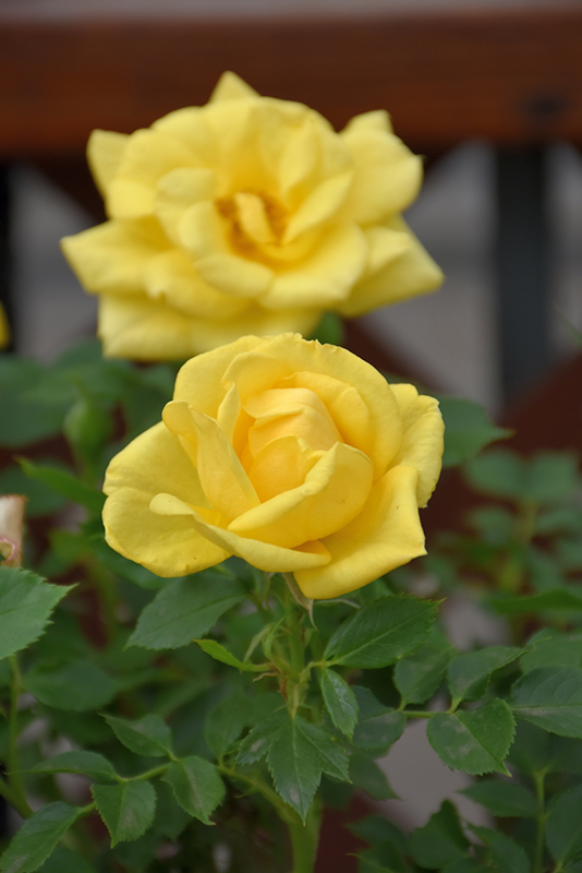 Lemon Drop Rose (Rosa 'WEKyegi') at TLC Garden Centers