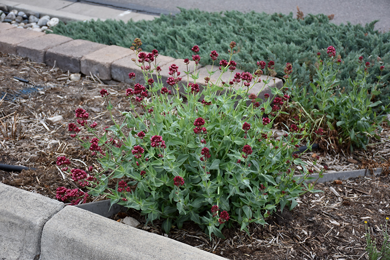 Red Valerian (Centranthus ruber) at TLC Garden Centers