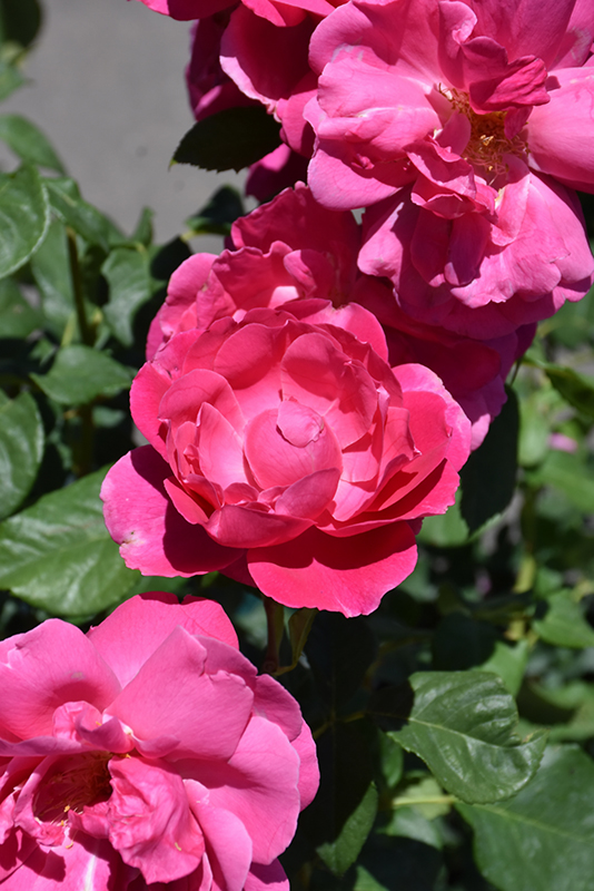 Grande Dame Rose (Rosa 'WEKmerewby') at TLC Garden Centers