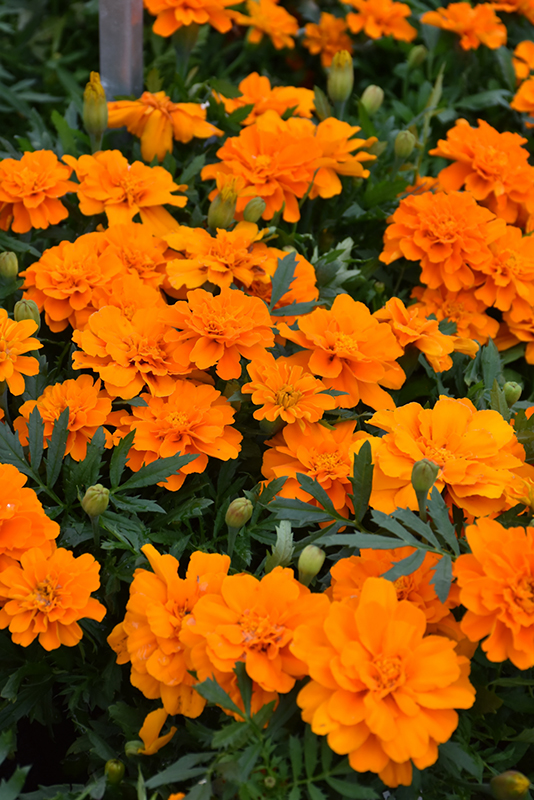 Durango Tangerine Marigold (Tagetes patula 'Durango Tangerine') at TLC Garden Centers