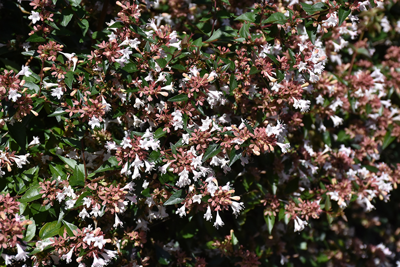 Glossy Abelia (Abelia x grandiflora) at TLC Garden Centers