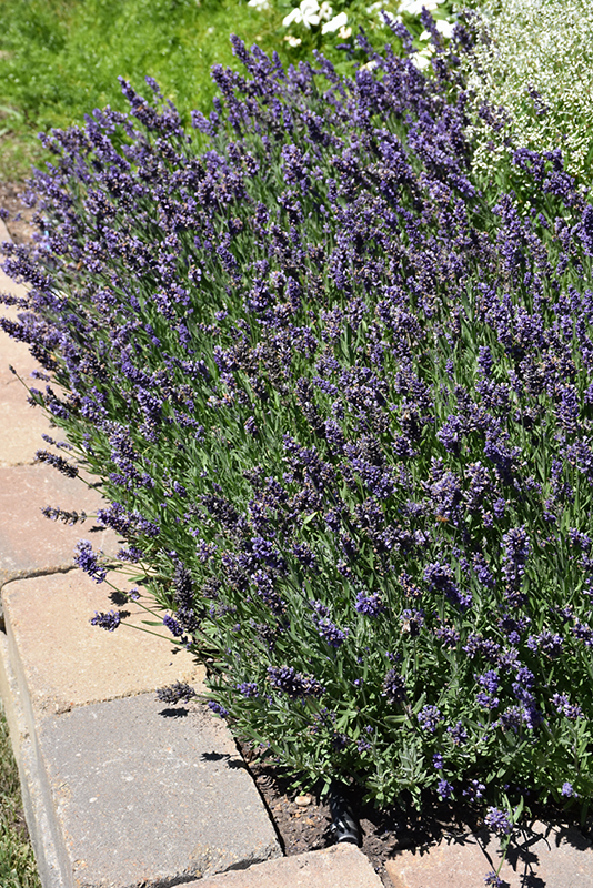 Ellagance Purple Lavender (Lavandula angustifolia 'Ellagance Purple') at TLC Garden Centers