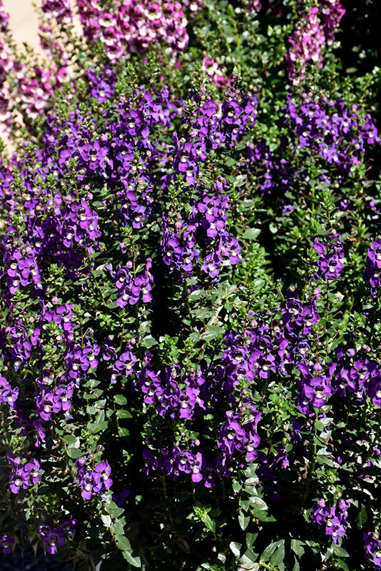 Archangel Purple Angelonia (Angelonia angustifolia 'Balarcpurpi') at TLC Garden Centers