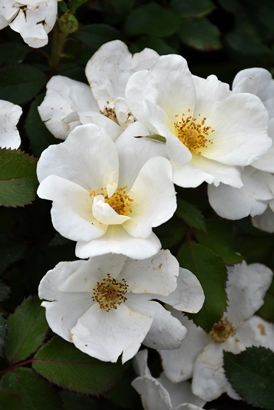White Knock Out Rose (Rosa 'Radwhite') at TLC Garden Centers