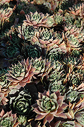 Hens & Chicks 'Hart' Sempervivum