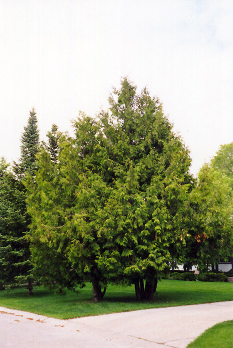Arborvitae (Thuja occidentalis) at TLC Garden Centers
