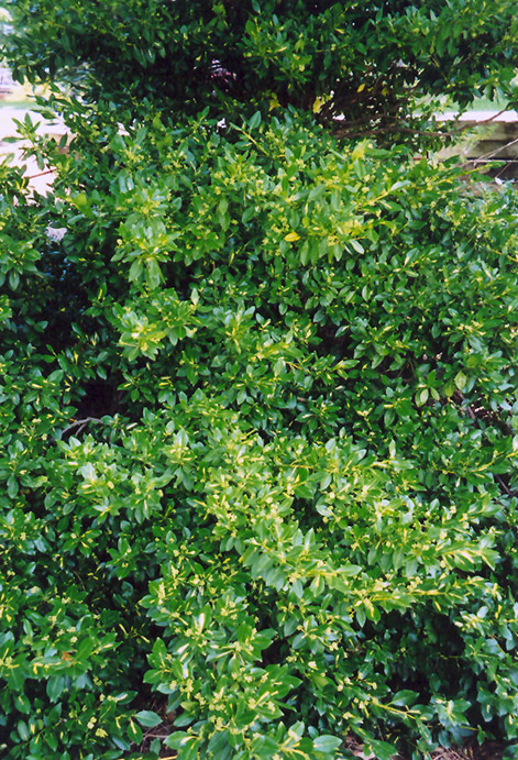Wintercreeper (Euonymus fortunei) at TLC Garden Centers
