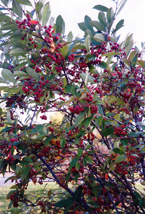 Red Chokeberry (Aronia arbutifolia) at TLC Garden Centers