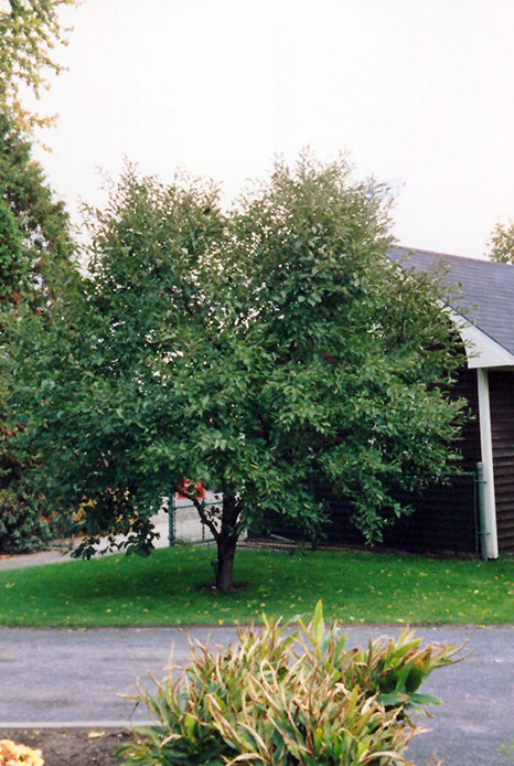 Montmorency Cherry (Prunus 'Montmorency') at TLC Garden Centers