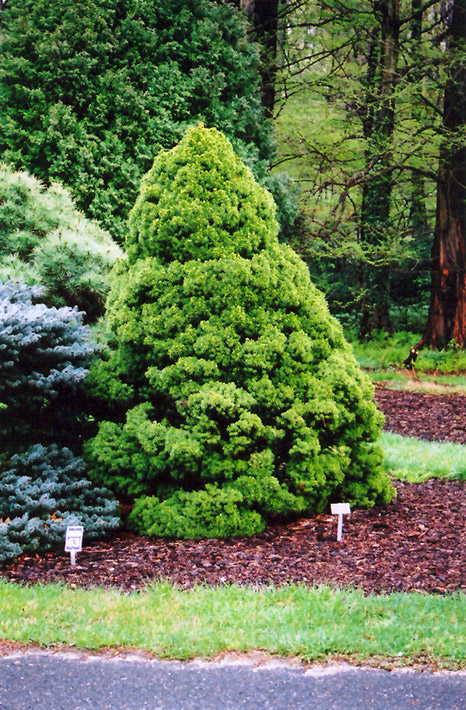 Dwarf Alberta Spruce (Picea glauca 'Conica') at TLC Garden Centers