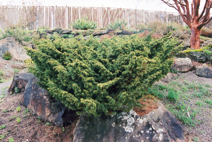 Shimpaku Juniper (Juniperus chinensis 'Shimpaku') at TLC Garden Centers