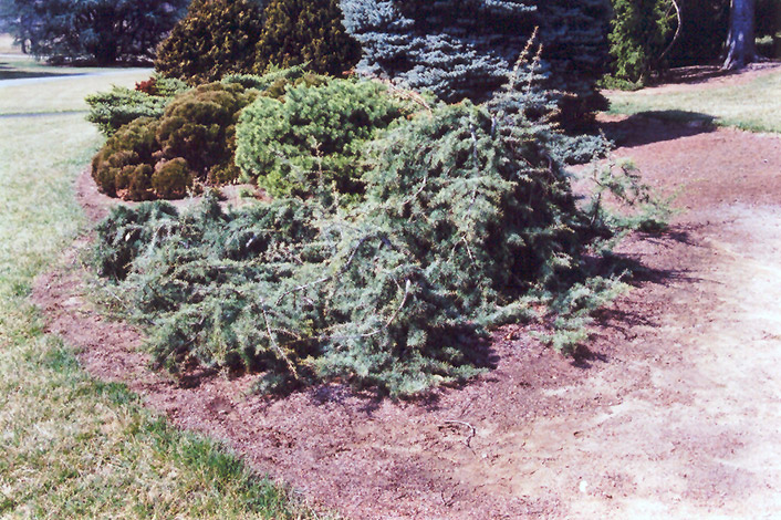 Weeping Deodar Cedar (Cedrus deodara 'Pendula') at TLC Garden Centers