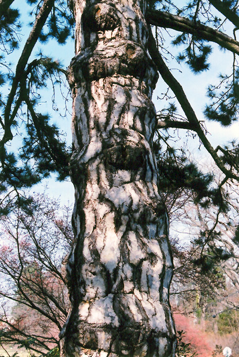 Austrian Pine (Pinus nigra) at TLC Garden Centers