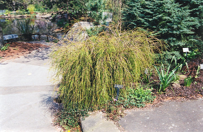 Threadleaf Arborvitae (Thuja plicata 'Filiformis') at TLC Garden Centers