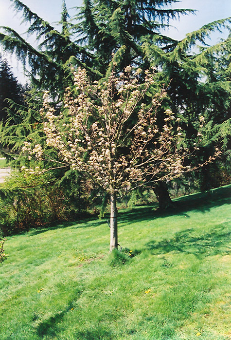 Stella Cherry (Prunus avium 'Stella') at TLC Garden Centers