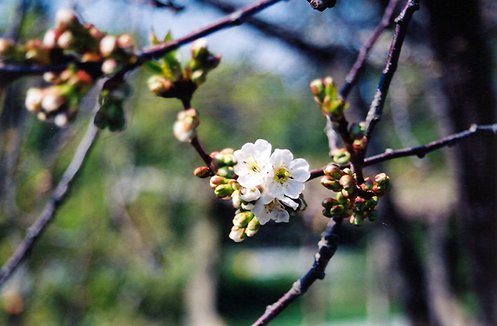 Montmorency Cherry (Prunus 'Montmorency') at TLC Garden Centers