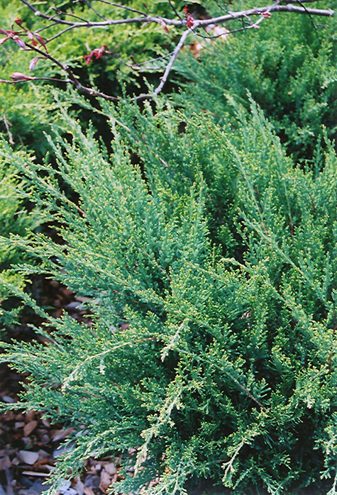 Sea Green Juniper (Juniperus chinensis 'Sea Green') at TLC Garden Centers