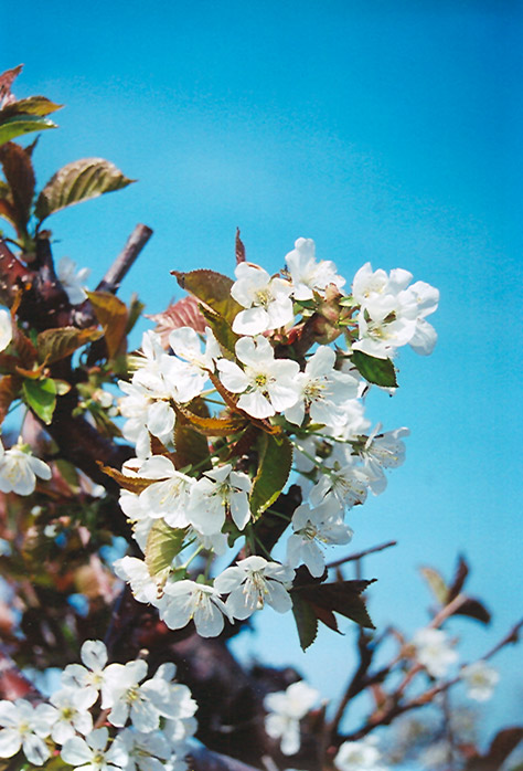 Bing Cherry (Prunus avium 'Bing') at TLC Garden Centers