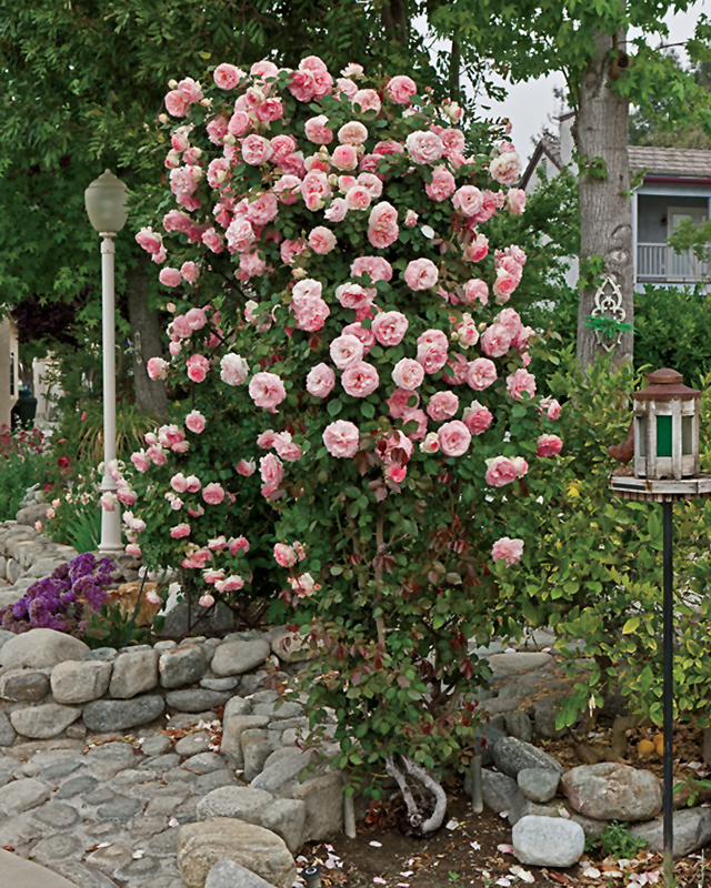 Pearly Gates Rose (Rosa 'WEKmeyer') at TLC Garden Centers