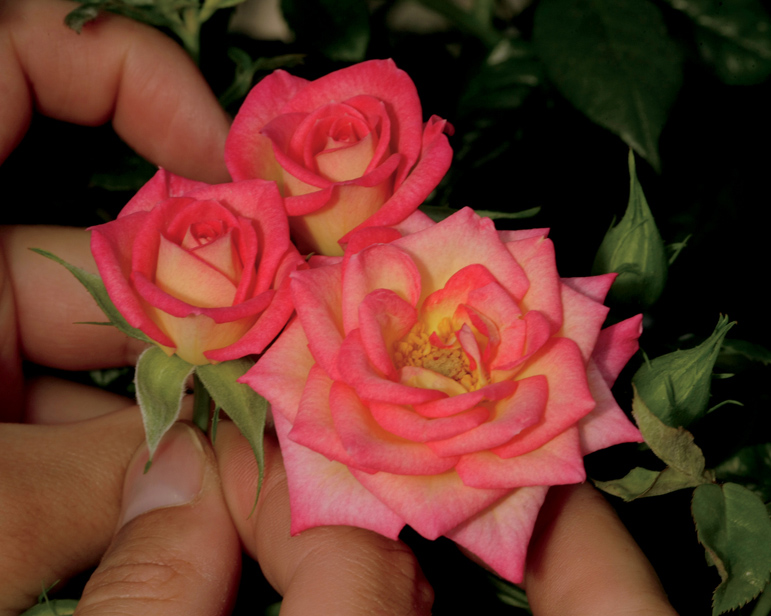 You're The One Rose (Rosa 'WEKtaclagoma') at TLC Garden Centers