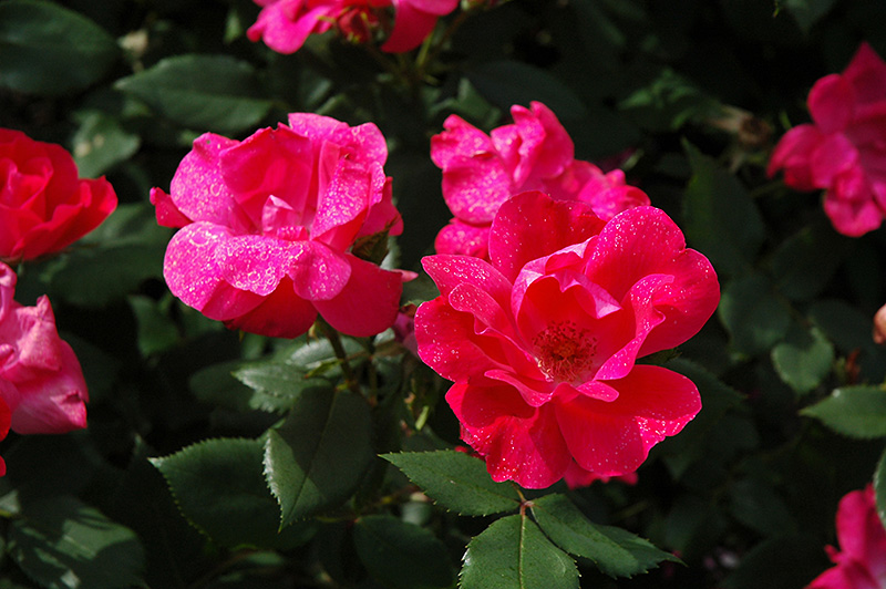Knock Out Rose (Rosa 'Radrazz') at TLC Garden Centers
