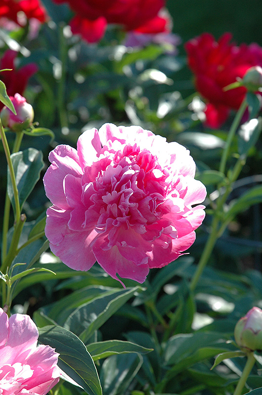 Bouquet Perfect Peony (Paeonia 'Bouquet Perfect') at TLC Garden Centers
