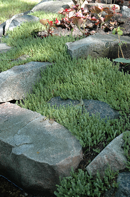 Six Row Stonecrop (Sedum sexangulare) at TLC Garden Centers