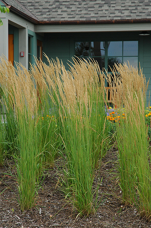 Karl Foerster Reed Grass (Calamagrostis x acutiflora 'Karl Foerster') at TLC Garden Centers