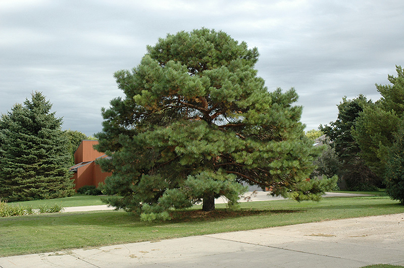 Scotch Pine (Pinus sylvestris) at TLC Garden Centers