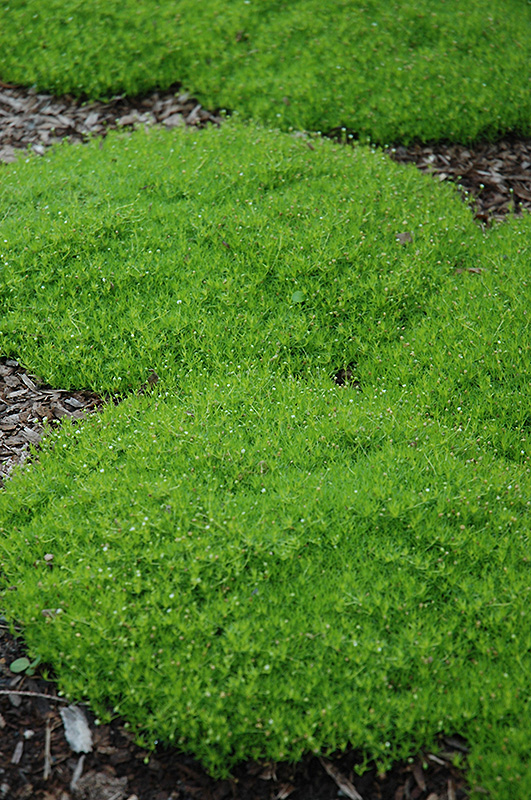 Irish Moss (Sagina subulata) at TLC Garden Centers