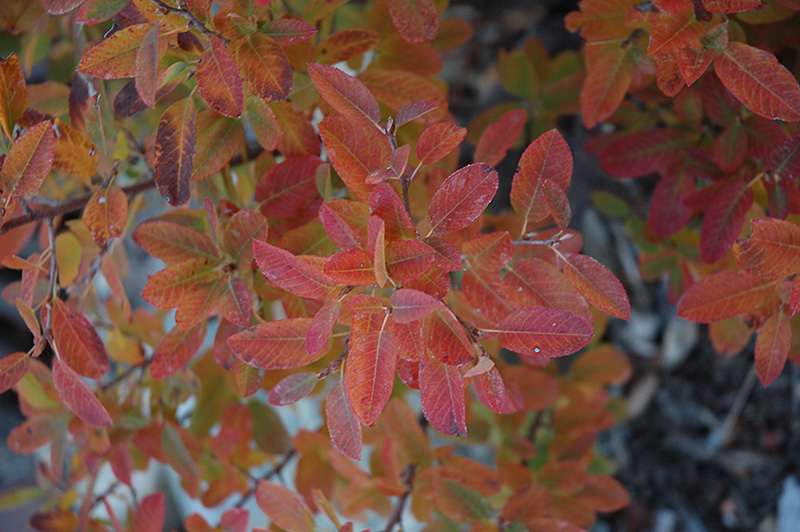 Rainbow Pillar Serviceberry (Amelanchier canadensis 'Glennform') at TLC Garden Centers